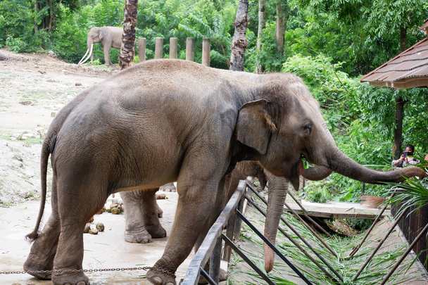 タイの動物園でアジアゾウを飲む - 写真・画像