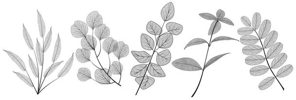 illustrazione disegnata a mano vettoriale della pianta. albero botanico. illustrazioni in bianco e nero - Vettoriali, immagini