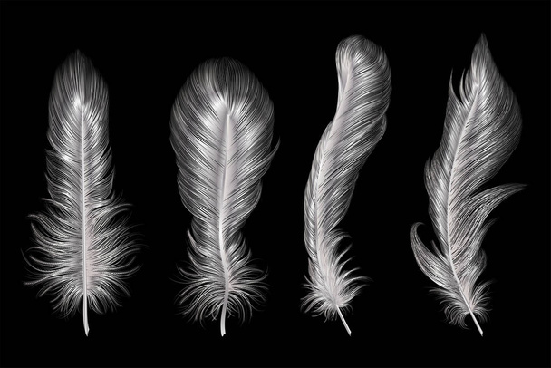 black feather on a white background - Vector, Image