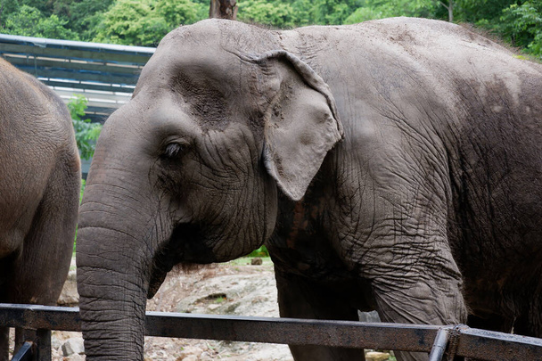 Азиатский питьевой слон в зоопарке Таиланда - Фото, изображение