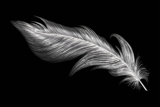 black feather on a dark background - Vector, Image