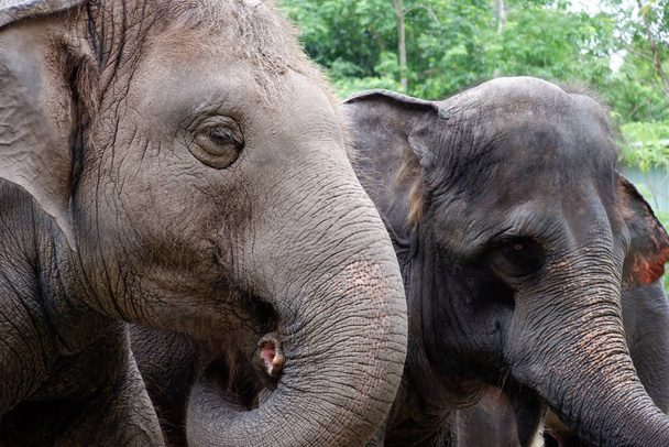 Ασιάτης ελέφαντας πόσιμο στο ζωολογικό κήπο στην Ταϊλάνδη - Φωτογραφία, εικόνα