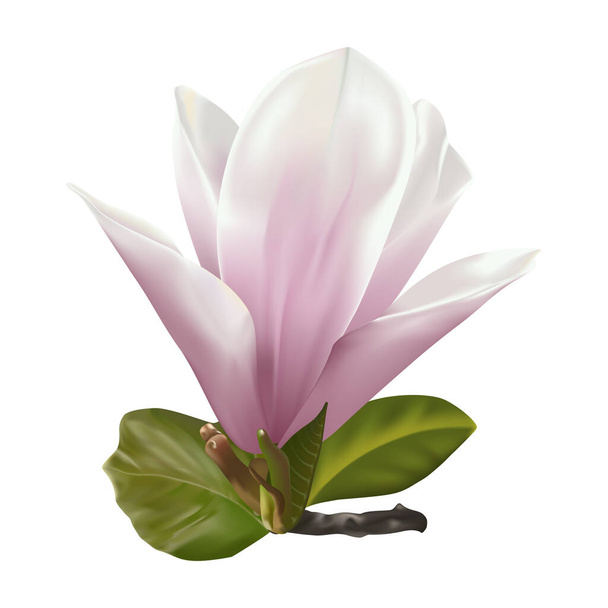 beautiful pink lily flower on white background - Vector, Image