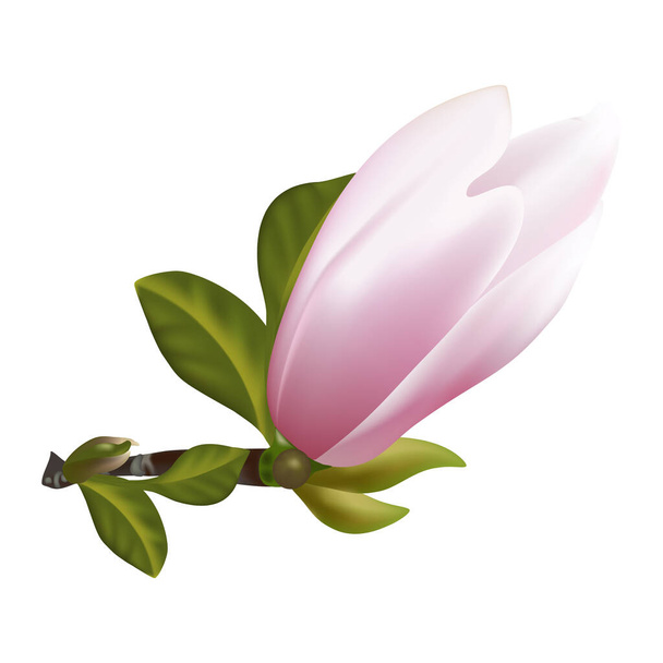 vector illustration of a beautiful magnolia flower - Vektor, kép