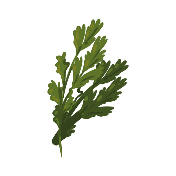 green coriander leaves isolated icon - Διάνυσμα, εικόνα