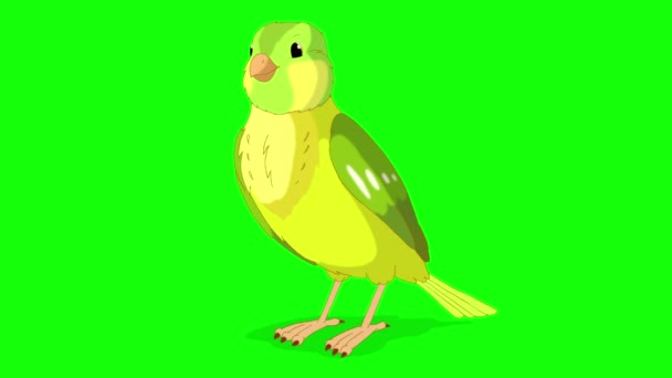 O canário verde pica o grão. Artesanal animado looped 4K imagens isoladas na tela verde - Filmagem, Vídeo