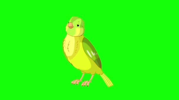 Grüner Kanarienvogel zwitschert. Handgemachtes animiertes 4K-Looping-Material isoliert auf grünem Bildschirm - Filmmaterial, Video