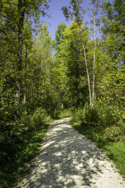 Forest Trail - Foto, Bild