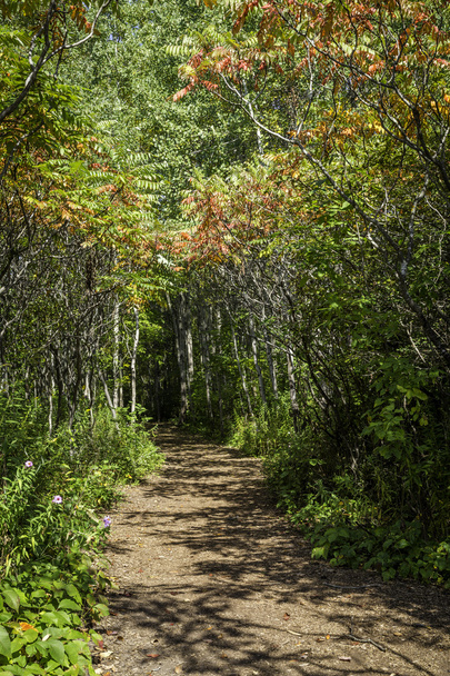 Forest Trail - Фото, изображение