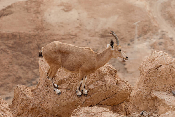 Ibexes στέκονται σε ένα γκρεμό σε μια έρημο. - Φωτογραφία, εικόνα