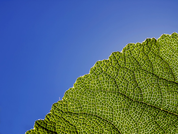 Green leaf - Foto, Imagen