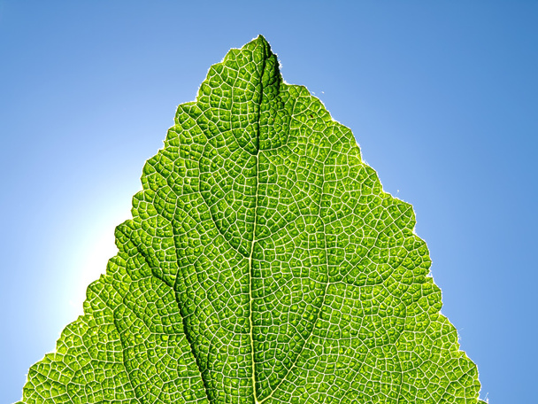 Green leaf against the blue sky. - Fotoğraf, Görsel