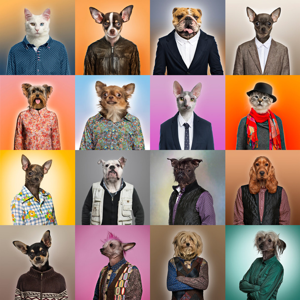 Composição de animais de estimação vestidos
 - Foto, Imagem
