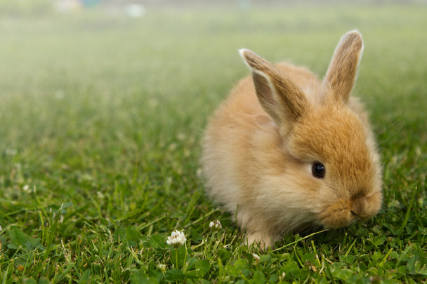 dziecko złoty królik w trawie - Zdjęcie, obraz