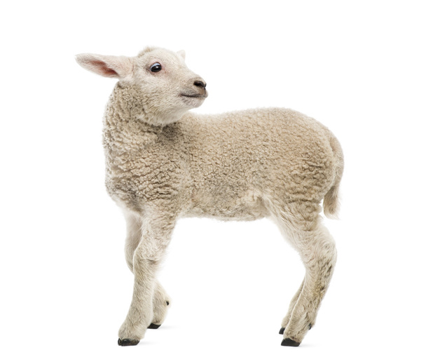 Lamb (8 weeks old) isolated on white - Photo, Image
