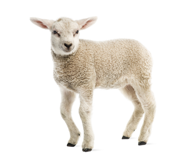 Lamb (8 weken oud) geïsoleerd op wit - Foto, afbeelding