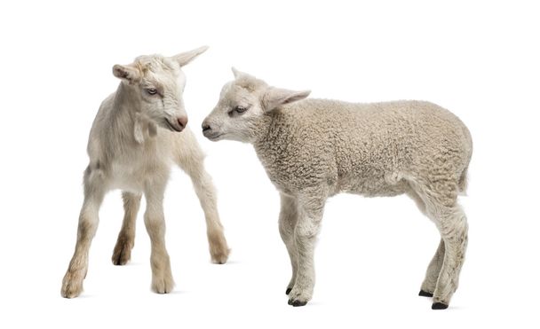 Capretto di agnello e capra (8 settimane) isolato su bianco
 - Foto, immagini