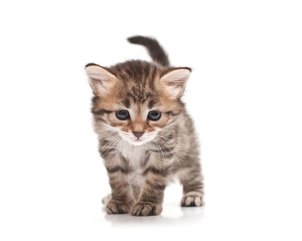 Gattino siberiano su sfondo bianco
 - Foto, immagini