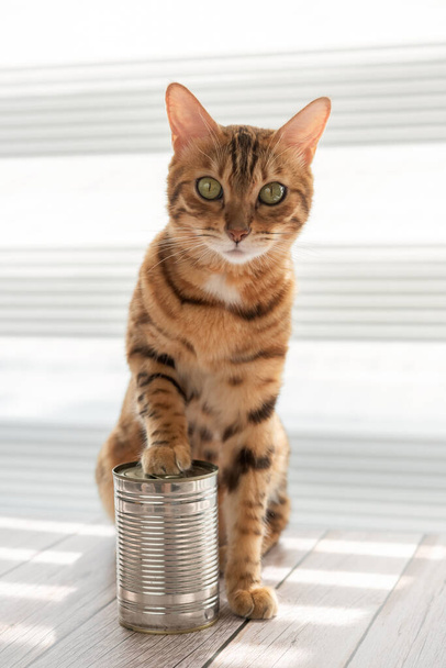 The domestic cat sits next to the tin can, putting one paw on top of the tin can. - Foto, imagen