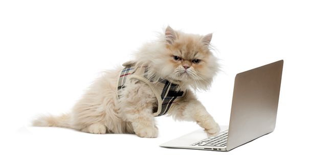 Persian pawing at a laptop - Photo, Image