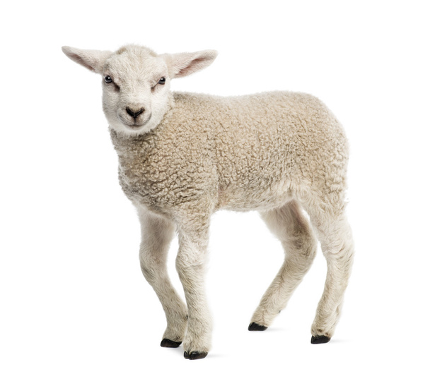 Lamb (8 weeks old) isolated on white - Photo, Image