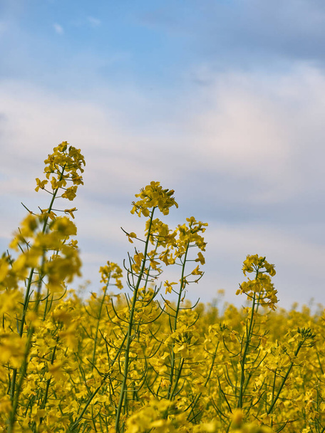 Scenic rural landscape with yellow rape. Yellow flower with blue sky. - Foto, imagen