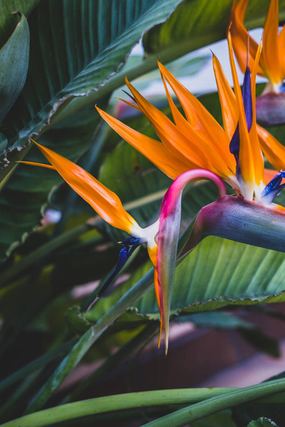 Strelitzia, bird of paradise, or crane lily, close up. Floral background. Home gardening - 写真・画像