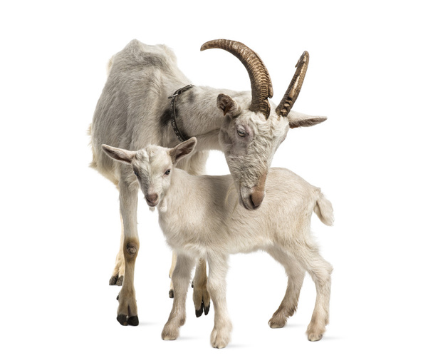 madre cabra y su hijo (8 semanas de edad) aislado en blanco
 - Foto, Imagen