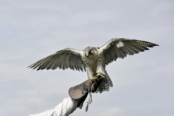 Peregrine Falcon - Photo, Image