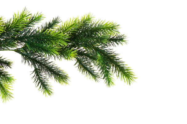 Close up of fir tree branch isolated on white - Photo, Image