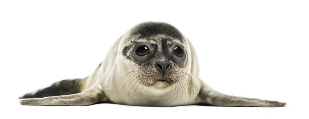 Cachorro de foca común, aislado en blanco
 - Foto, imagen