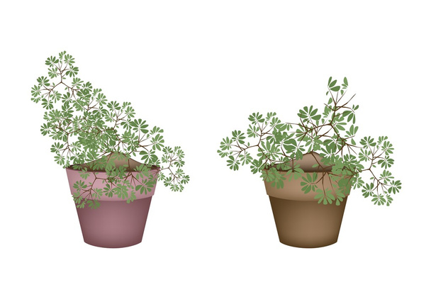 Δύο καταπράσινα δέντρα και φυτά σε γλάστρες κεραμικές χάντρες λουλουδιών - Διάνυσμα, εικόνα