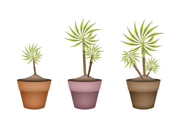 Tres plantas de Yucca y Dracaena en macetas de cerámica
 - Vector, Imagen