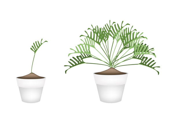 Twho Philodendron Planta en macetas de cerámica
 - Vector, imagen