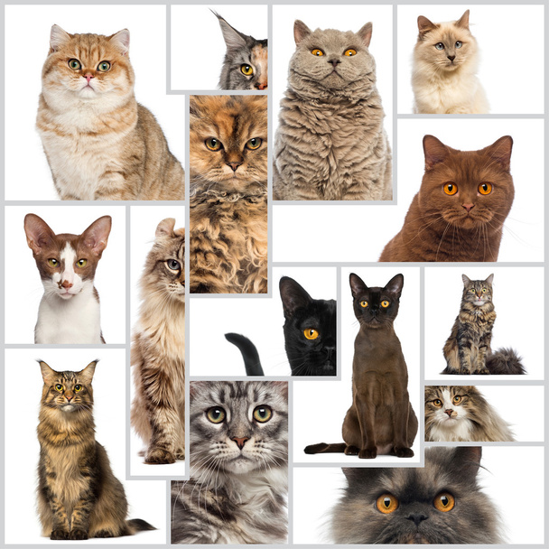 Composição de gatos
 - Foto, Imagem