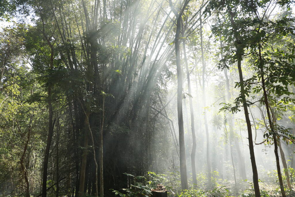 Ormandaki Bambu Çalılıkları - Fotoğraf, Görsel