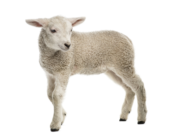 Lamb (8 tygodni) na białym tle - Zdjęcie, obraz