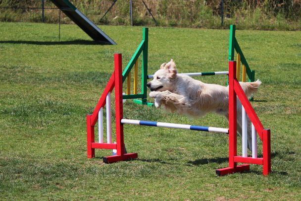 psí agility - Fotografie, Obrázek