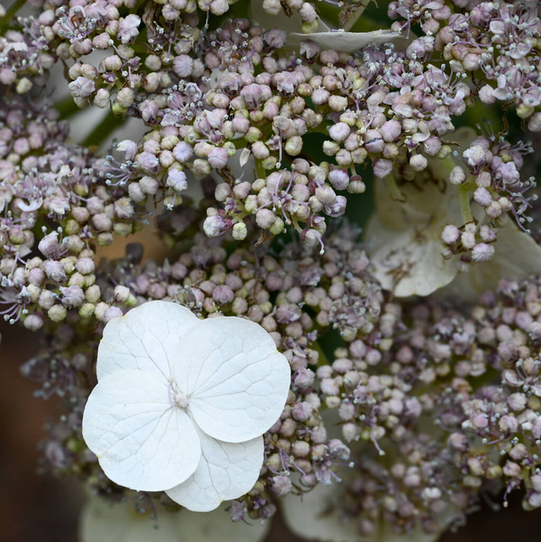 Beautiful close-up of hydrangea sargentiana - Photo, Image
