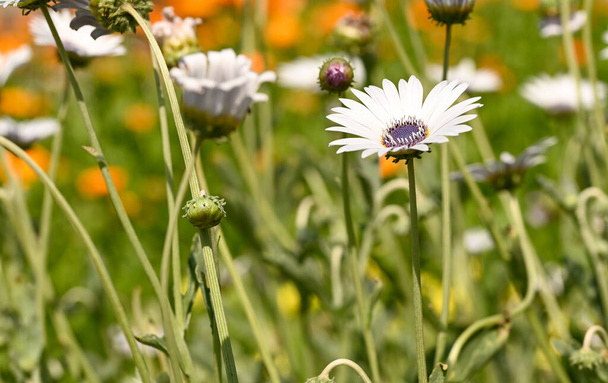 Красива крупним планом квітка arctotis venusta
 - Фото, зображення