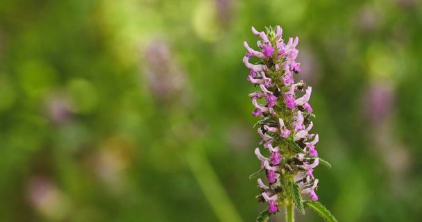 Beautiful close-up of stachys officinalis flower - Photo, Image