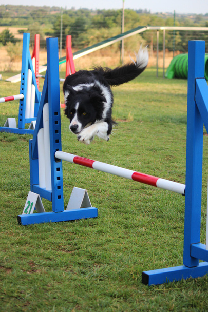 Dog agility - Photo, Image