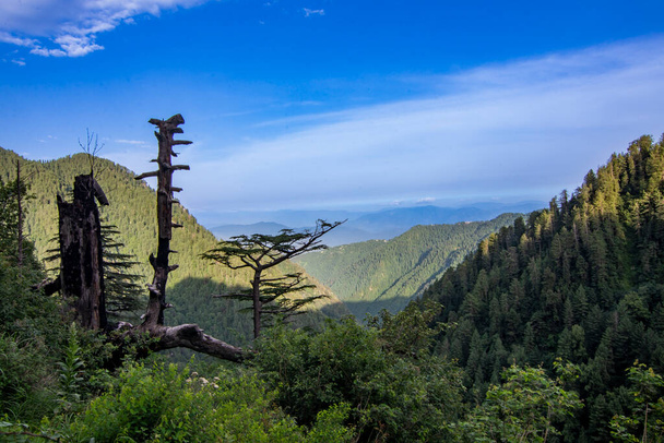 Eşsiz ağaç ve mavi gökyüzü ile dağlardan oluşan yeşil vadi. - Fotoğraf, Görsel
