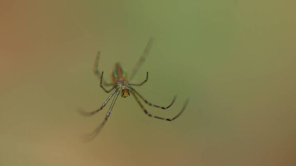 Makroaufnahme einer Spinne - Foto, Bild