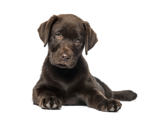混合犬種ラブラドール ・ ハスキー子犬 (9 週齢) - 写真・画像