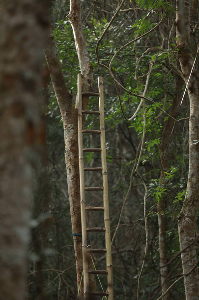 Ladder on a Tree - Foto, imagen