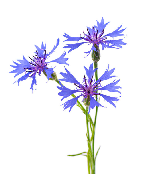 Lila knapweed virágok elszigetelt fehér háttérrel. Kék vadbúzavirág gyógynövény vagy agglegény gomb virág - Fotó, kép