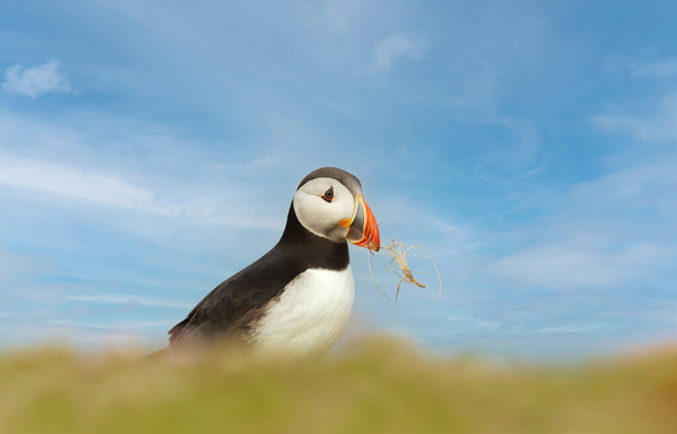 Close up of Atlantic puffin with nesting material in the beak, Scotland, UK. - Photo, Image