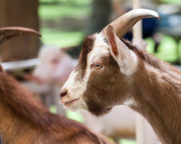 Goat. Portrait of a goat on a farm, closeup face - Zdjęcie, obraz