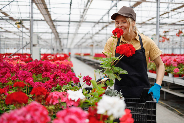 Vrouwelijke werknemer geniet van de geur van verse geranium bloemen tijdens het werken in een kas - Foto, afbeelding